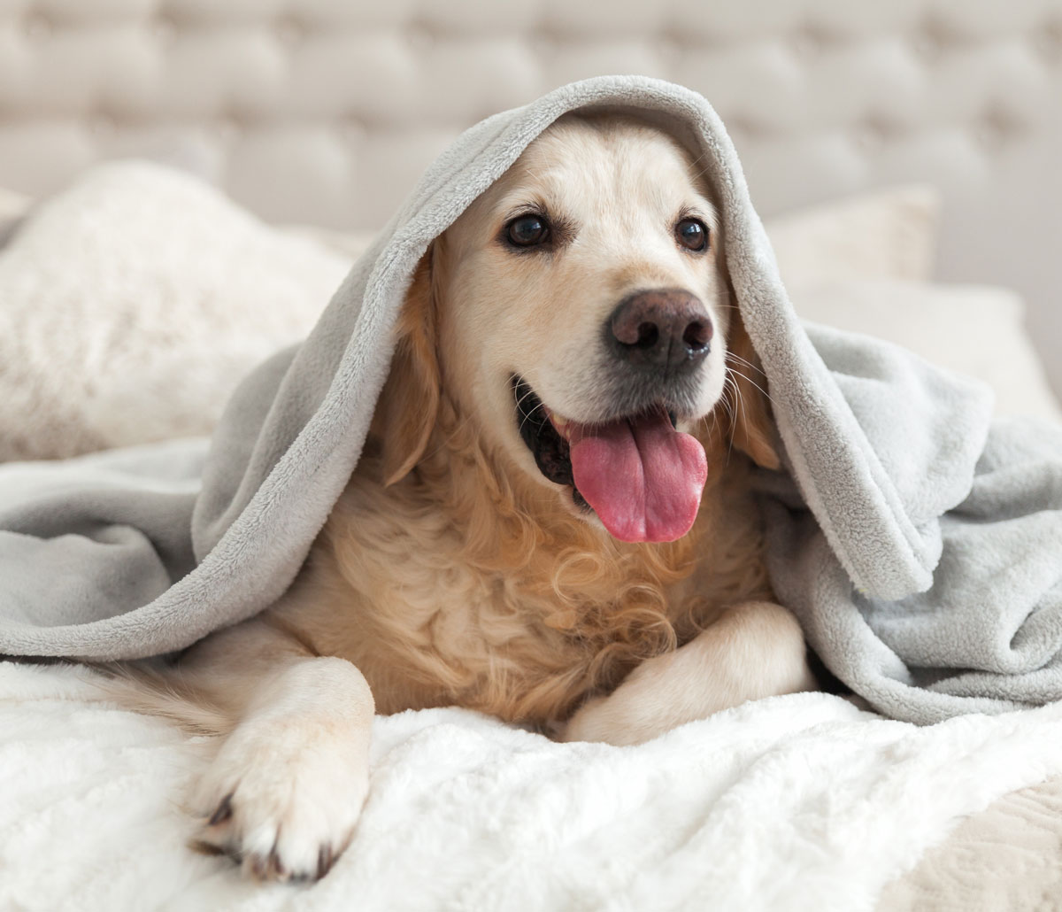 dog-walking-los-angeles Sleeping Dog